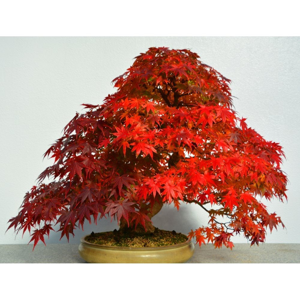 Japanese Maple Bonsai Tree – Vibrant Foliage, Easy-Care Indoor & Outdoor Bonsai Plant