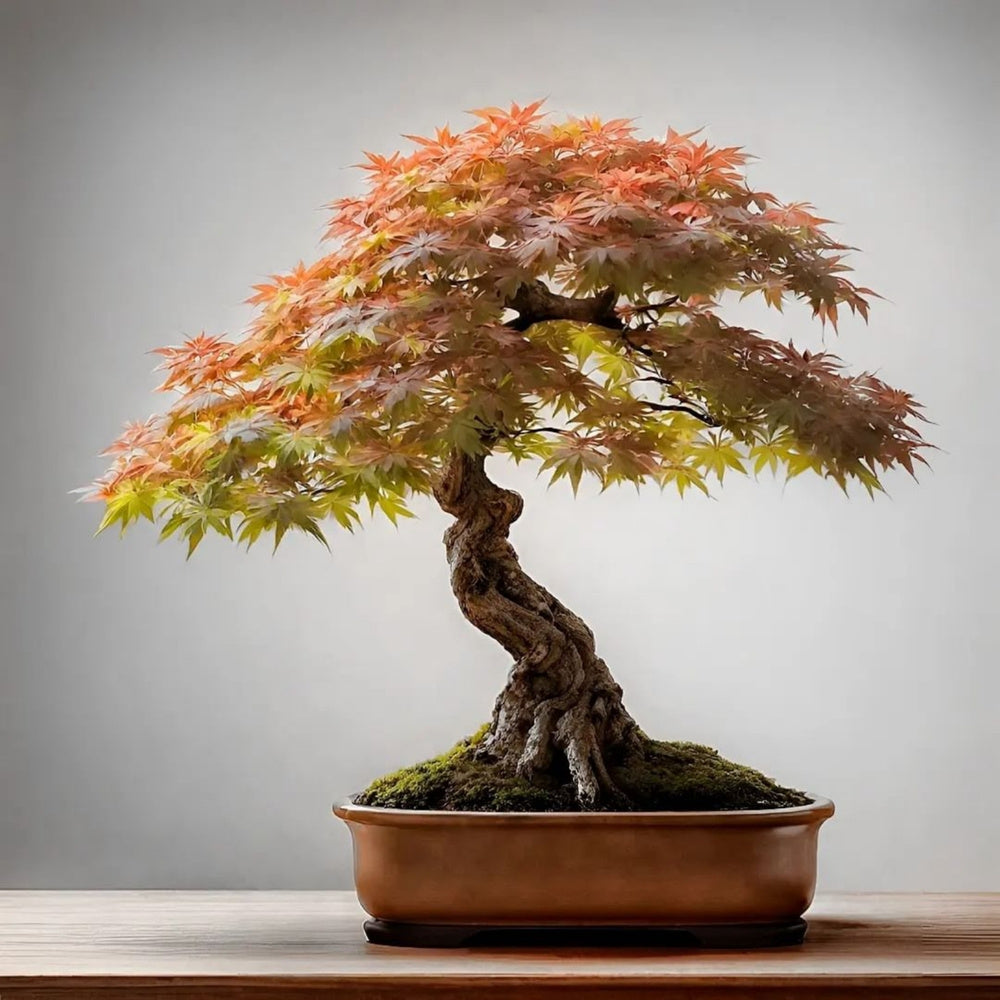 Japanese Maple Bonsai Tree – Vibrant Foliage, Easy-Care Indoor & Outdoor Bonsai Plant