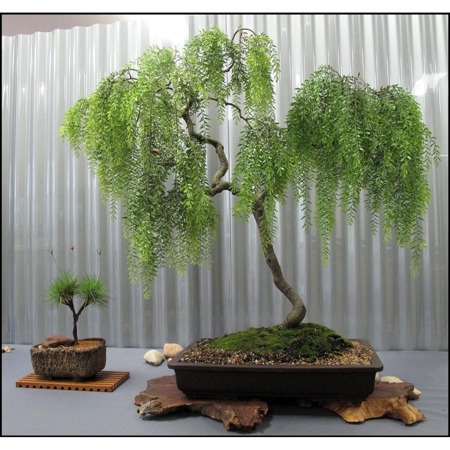 Live Australian Dwarf Willow Bonsai Tree – Fast-Growing, Perfect for Indoor or Outdoor Planting