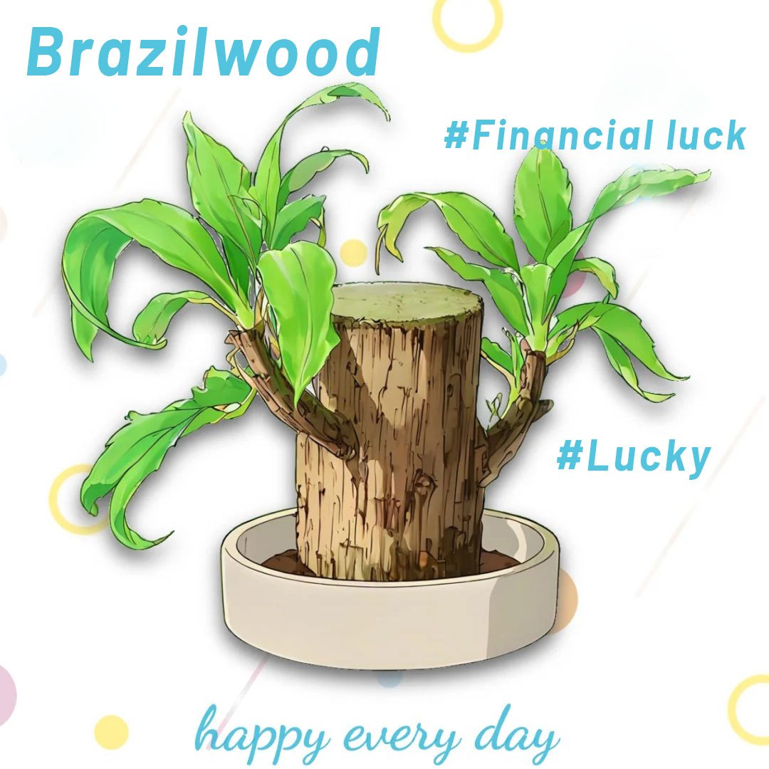 Brazilian Lucky Tree Set – 1/2/3 Trees with Mysterious Doll Base – Indoor Wealth & Fortune Plant