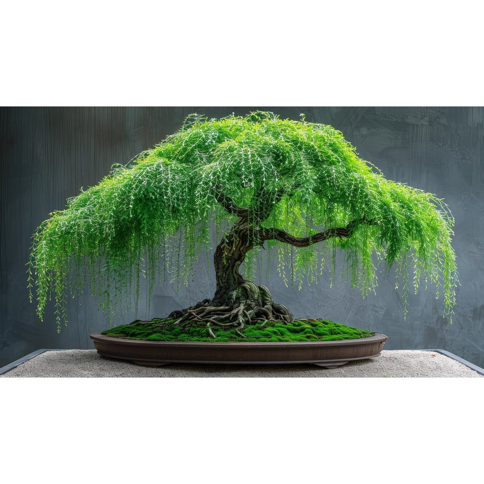 Bonsai Tree – Thick Trunk with Graceful Weeping Leaves and Branches – 1 Piece