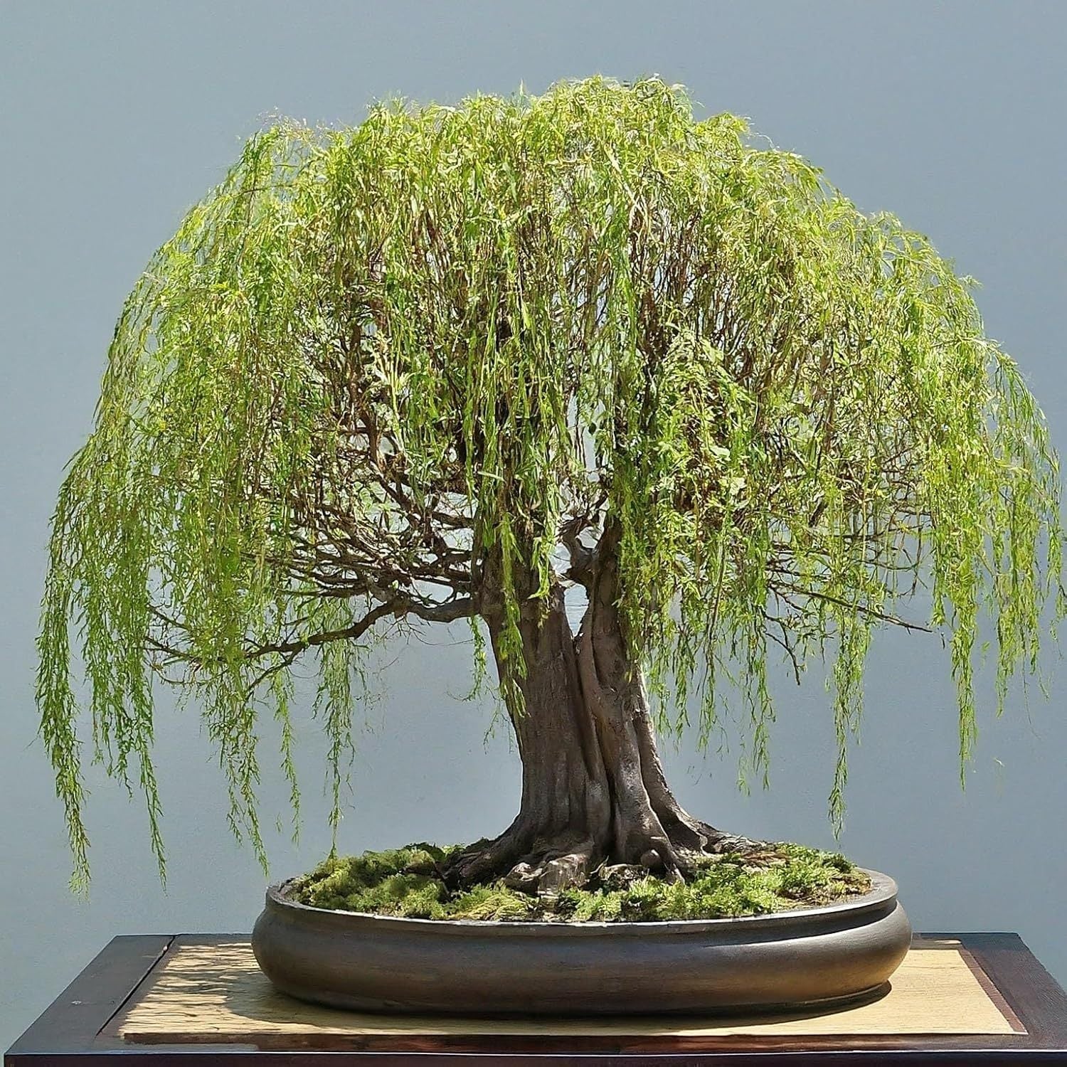 Weeping Bonsai Tree – Elegant Cascading Foliage with Mature Trunk – Indoor/Outdoor Decorative Plant